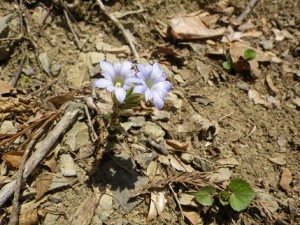 IMGP2576a